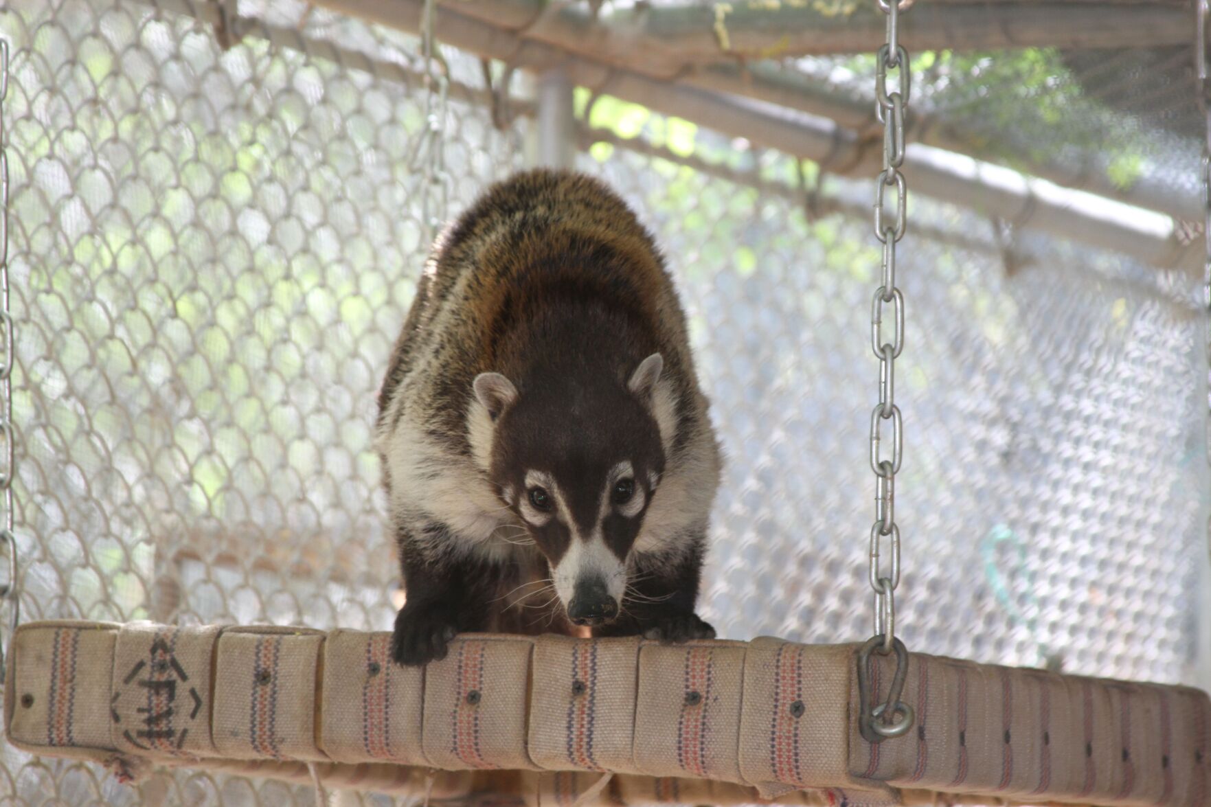 Coatimundi 2
